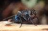 Calliphora vicina